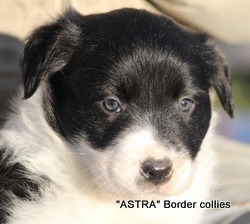 Black and white MALE border collie puppy